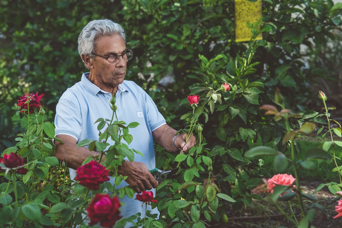 A man is pruning a rose bush.