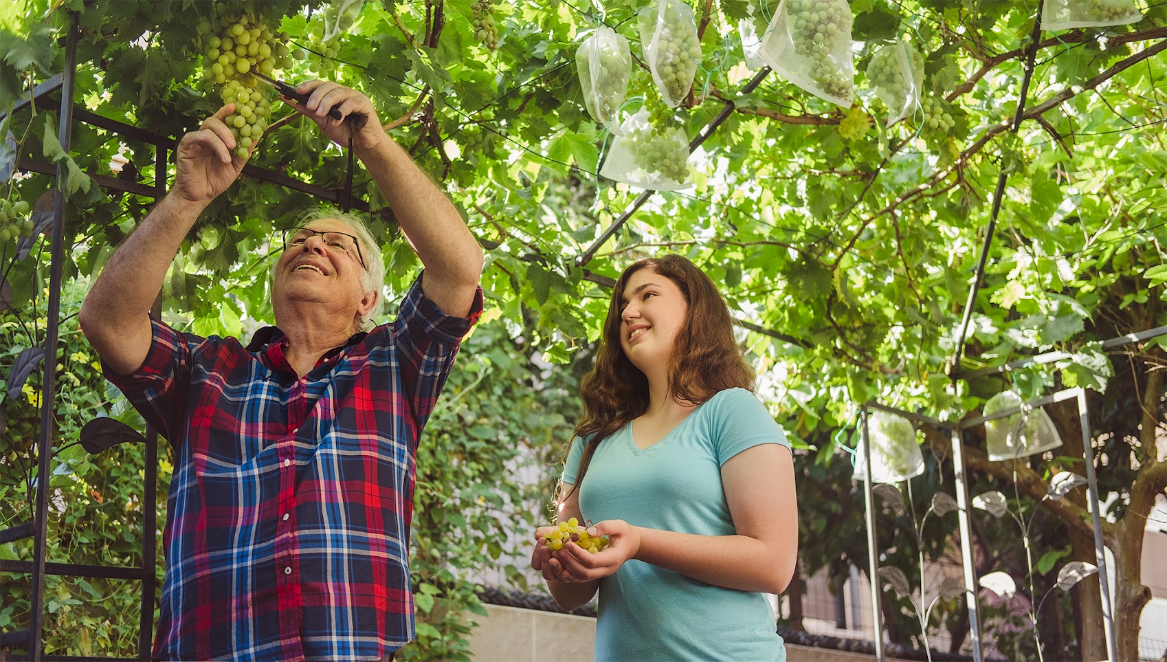 גבר בגיל השלישי ואישה צעירה קוטפים ענבים