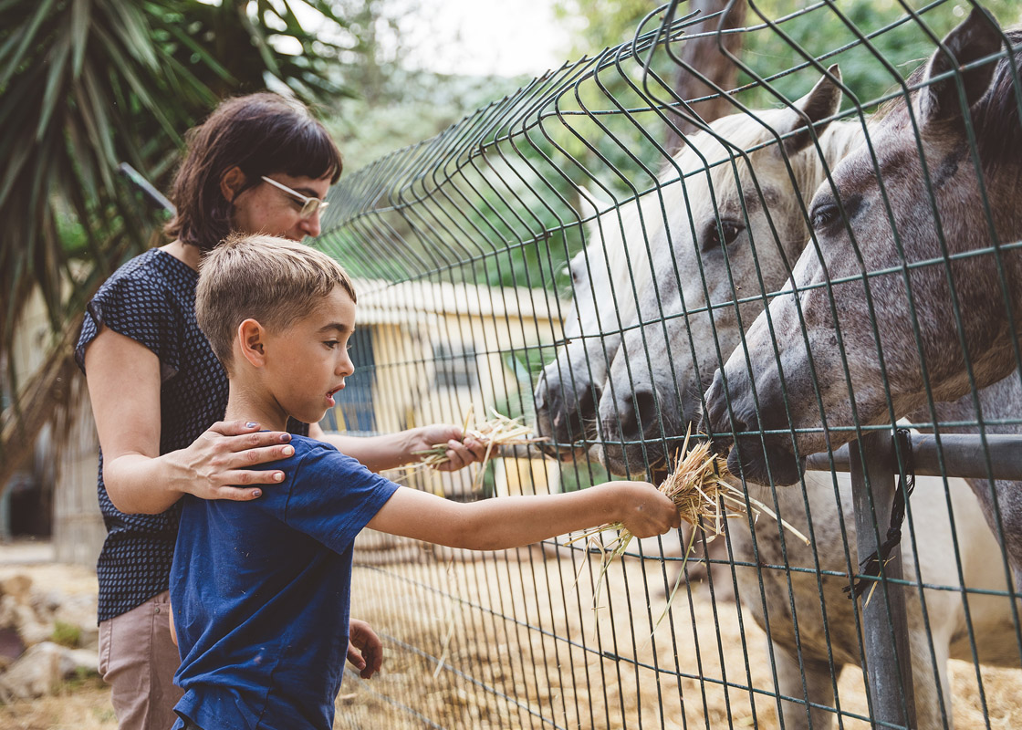 A woman and a child are feeding hay to horses through a fence.