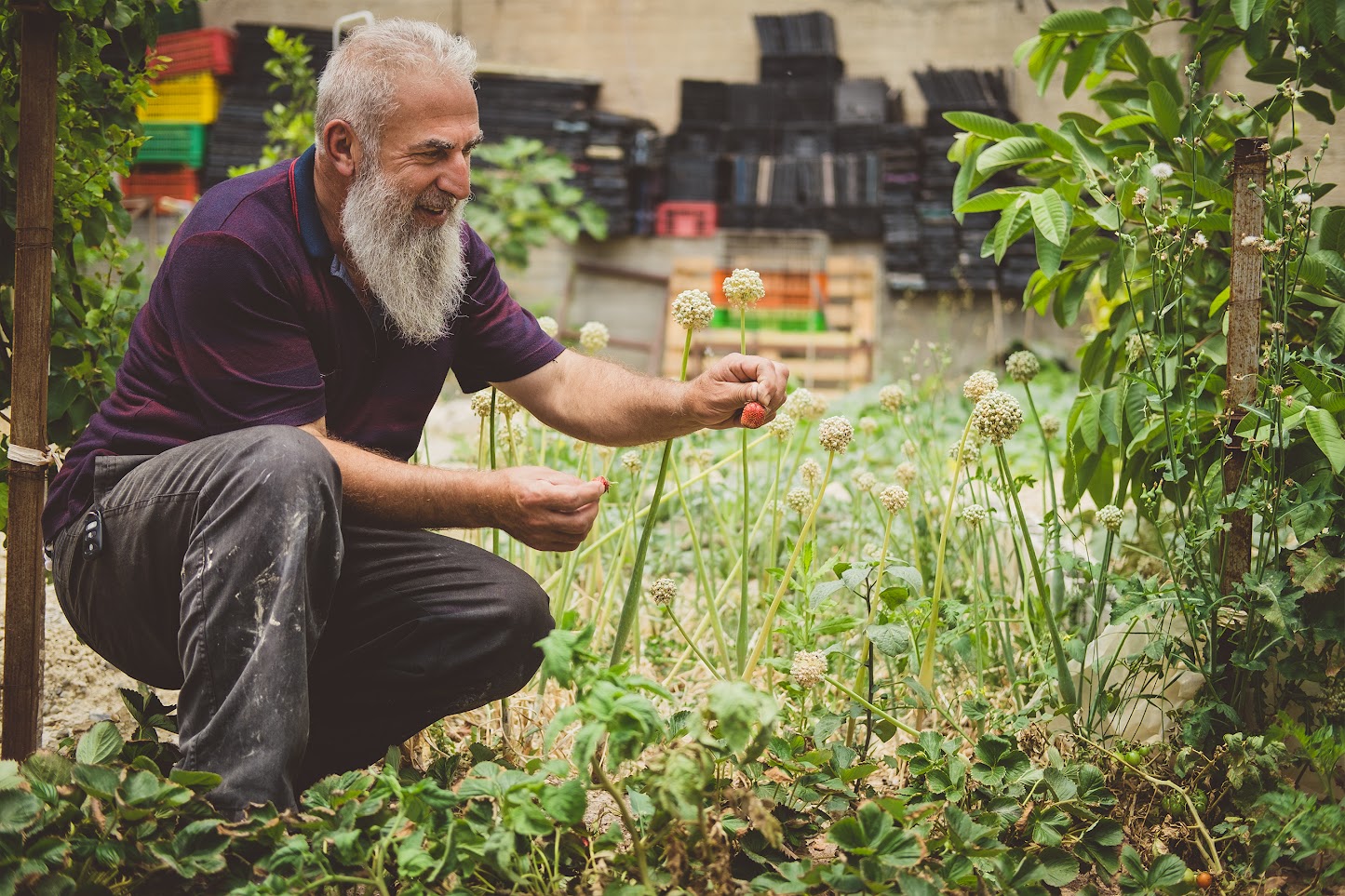 גבר מבוגר בבגדי עבודה, מטפל בצמחים שבגינה